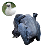 SILKIE - MEAT (3.0LBS)