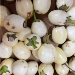 GARDEN EGGS