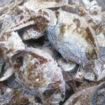 Fried Anteley (1lbs)